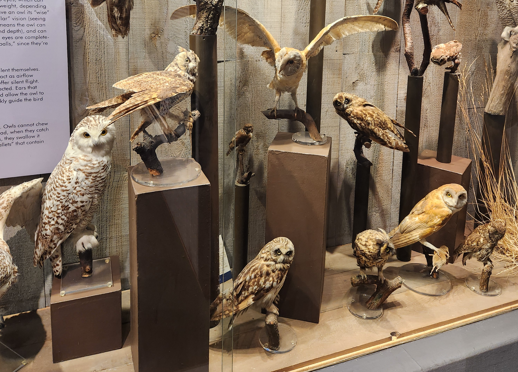 An array of owl taxidermy.