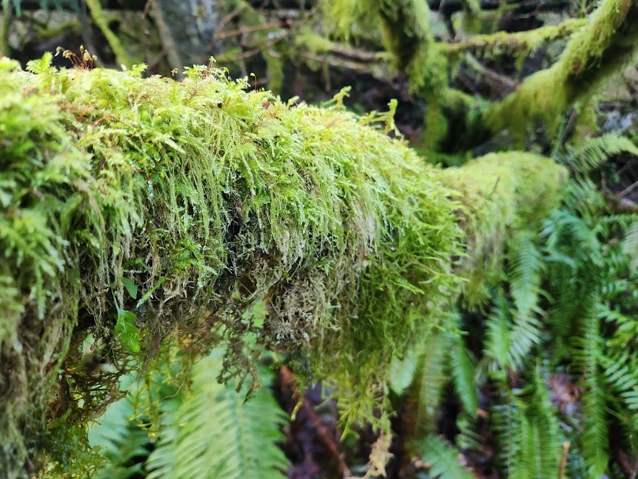 A branch covered in bright green moss, which hangs down with ferns framing the view.