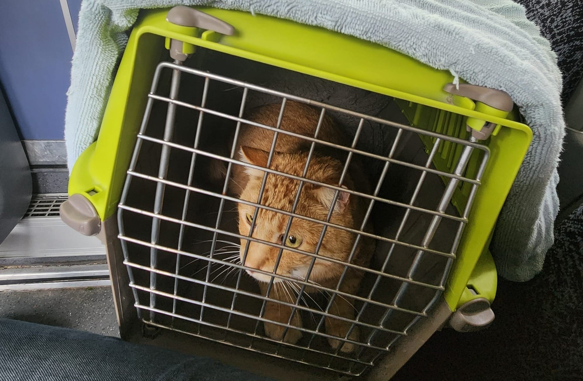 A tabby cat looks out at the interior of a bus from a cat carrier.