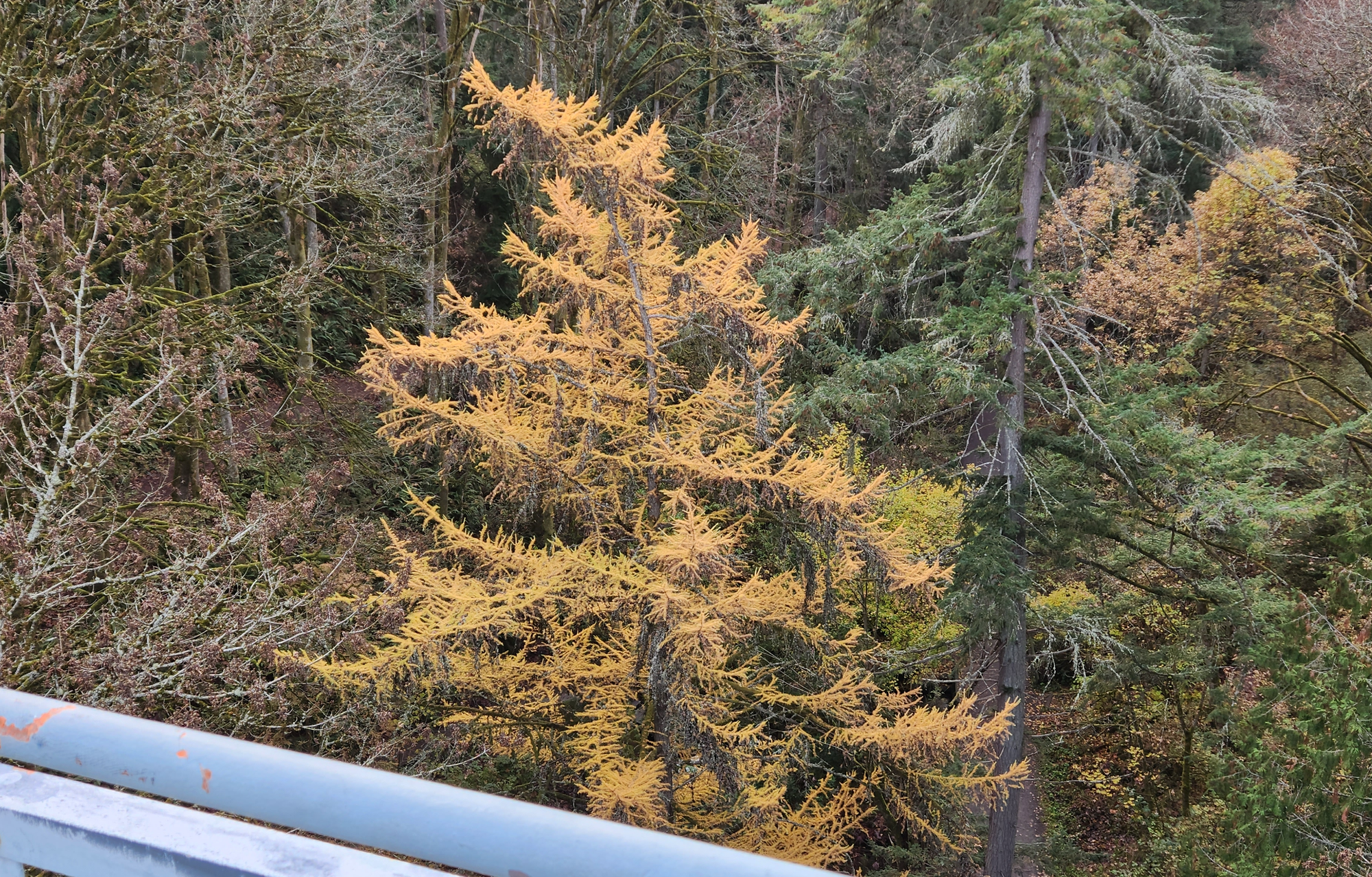 Looking down on a larch tree in a ravine.